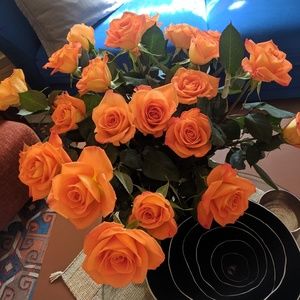 Meet your Posher, Paige